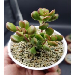 CRASSULA ROGRSRII ΓΛ.5.5 CRASSULA ROGRSRII ΓΛ.5.5