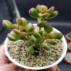 CRASSULA ROGRSRII ΓΛ.5.5