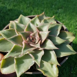 ECHEVERIA MADIBA   γλ. 8,5