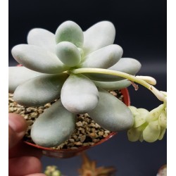 Pachyphytum oviferum White -'' moonstone ''  (ΛΕΥΚΟ )  γλ. 8,5