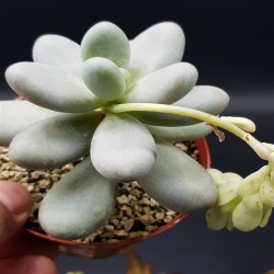 Pachyphytum oviferum White -'' moonstone ''  (ΛΕΥΚΟ )  γλ. 8,5