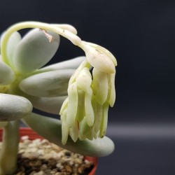 Pachyphytum oviferum White -'' moonstone ''  (ΛΕΥΚΟ )  γλ. 8,5