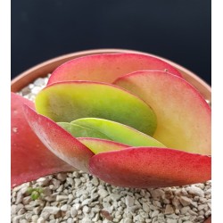 Kalanchoe thyrsiflora   γλ. 10,5