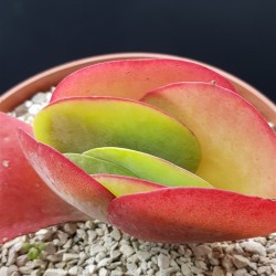 Kalanchoe thyrsiflora   γλ. 10,5