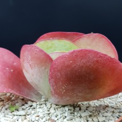 Kalanchoe thyrsiflora   γλ. 10,5