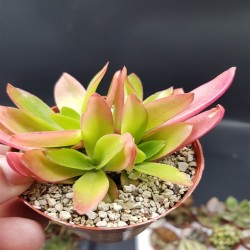 Crassula Capitella «Crassula Campfire» ΓΛ. 8,5