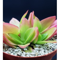 Crassula Capitella «Crassula Campfire» ΓΛ. 8,5 Crassula Capitella «Crassula Campfire» ΓΛ. 8,5