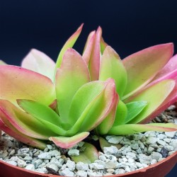 Crassula Capitella «Crassula Campfire» ΓΛ. 8,5