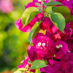 Bougainvillea ( Bουκαμβίλιας )