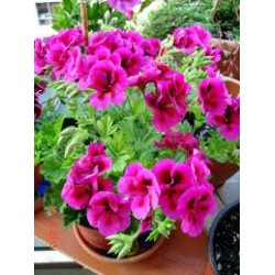 ΠΕΛΑΡΓΟΝΙ ( Pelargonium) ΠΕΛΑΡΓΟΝΙ ( Pelargonium)