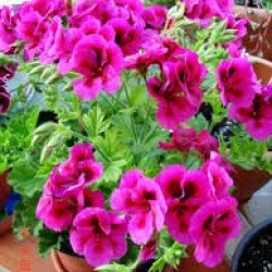 ΠΕΛΑΡΓΟΝΙ ( Pelargonium)