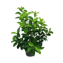 VIBURNUM LUCIDUM   (ΒΙΒΟΥΡΝΟ ΛΟΥΣΙΝΤΟΥΜ )