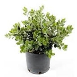 Metrosideros excelsa ( Μετροσίδηρος )