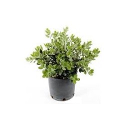 Metrosideros excelsa ( Μετροσίδηρος ) Metrosideros excelsa ( Μετροσίδηρος )