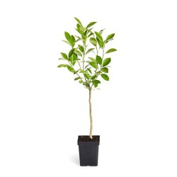 Μανταρίνι NOVA Μανταρίνι NOVA