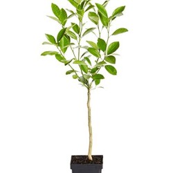 Μανταρίνι NOVA