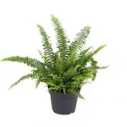 Φτέρη ( fern ) gl 2 lit