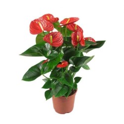 Laceleaf (Ανθούριο)