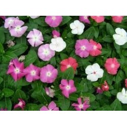 Periwinkle ( Δαφνουλα )