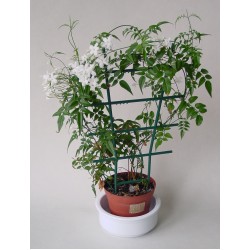 Jasminum  (Ίασεμι)