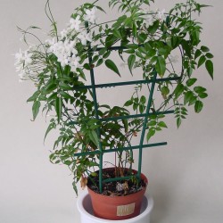 Jasminum  (Ίασεμι)