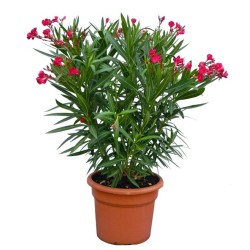 Nerium oleander (Πικροδάφνη)