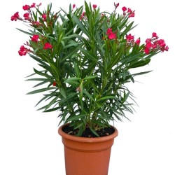 Nerium oleander (Πικροδάφνη)