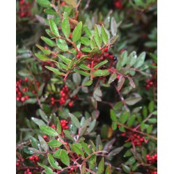 Pistacia (Σχινος)