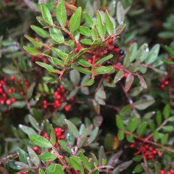 Pistacia (Σχινος)