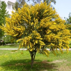 Ακακία ( Acacia )