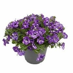 Petunia (Πετούνια)