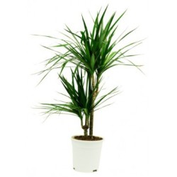 Dracaena marginata (Δράκαινα Μαρτζινάτα)