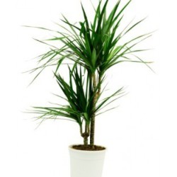 Dracaena marginata (Δράκαινα Μαρτζινάτα)