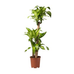 Dracaena Massangeana (Δρακαινα  Μασσατζεανα)