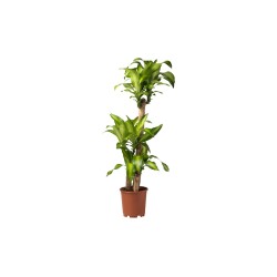 Dracaena Massangeana (Δρακαινα  Μασσατζεανα)