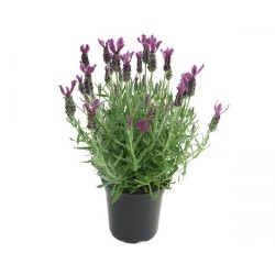 Lavender (Λεβάντα )