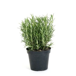 Rosemary ( Δεντρολίβανο )