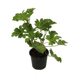 Pelargonium graveolens ( Αρμπαρόριζα )