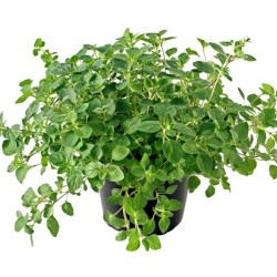 Oregano ( Ρίγανη )