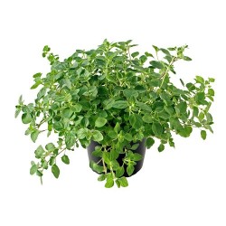 Oregano ( Ρίγανη ) Oregano ( Ρίγανη )