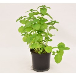 Spearmint (Δυόσμος)