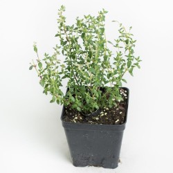 Lemon thyme (Λεμονοθύμαρο) Lemon thyme (Λεμονοθύμαρο)