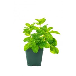 Mint (Μέντα)