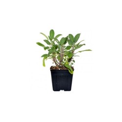 Common sage (Φασκομηλιά)