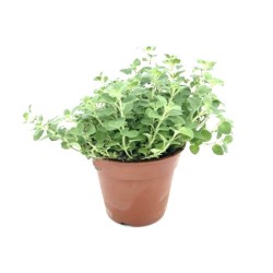 Origanum majorana (Ματζουράνα)