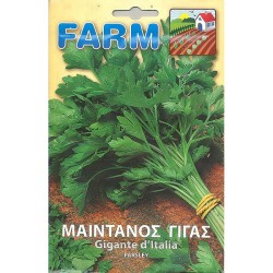 ΜΑΪΝΤΑΝΟΣ ΓΙΓΑΣ