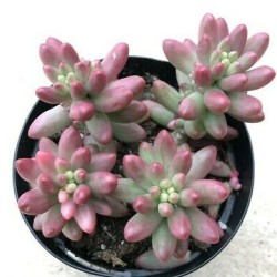 PINK JELLY BEAN ΓΛ. 5,5