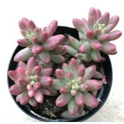 PINK JELLY BEAN ΓΛ. 5,5 PINK JELLY BEAN ΓΛ. 5,5