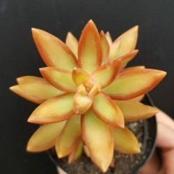 SEDUM FIRE STORM γλ. 5,5 SEDUM FIRE STORM γλ. 5,5
