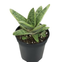 GASTERIA LITTLE WARTY